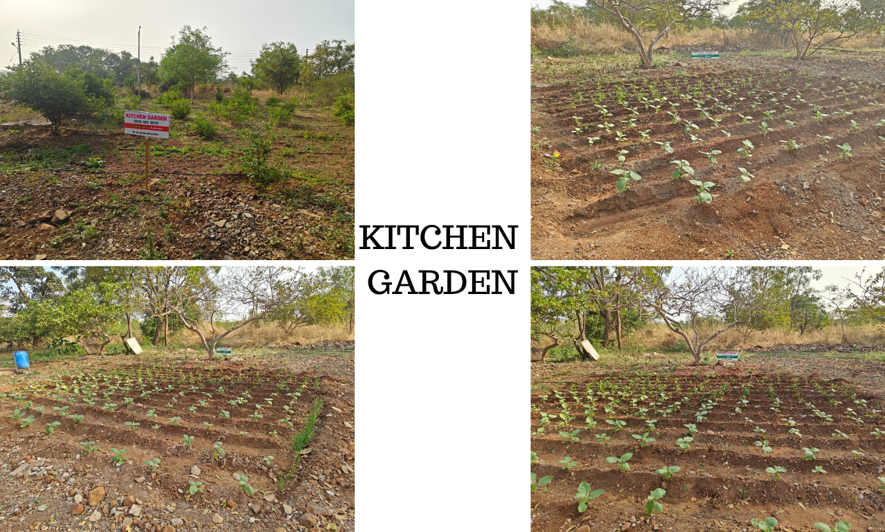 (c) Kitchen Garden